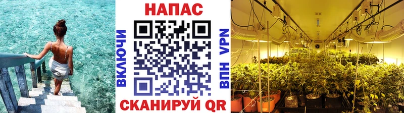 Бошки марихуана планчик где найти Бердск
